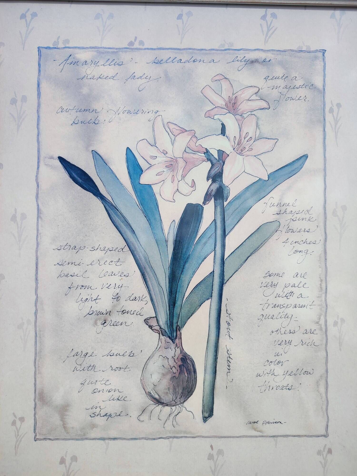 Botanical Decor Frame Illustration "Amaryllis" Carol Robinson