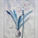 Botanical Decor Frame Illustration "Amaryllis" Carol Robinson