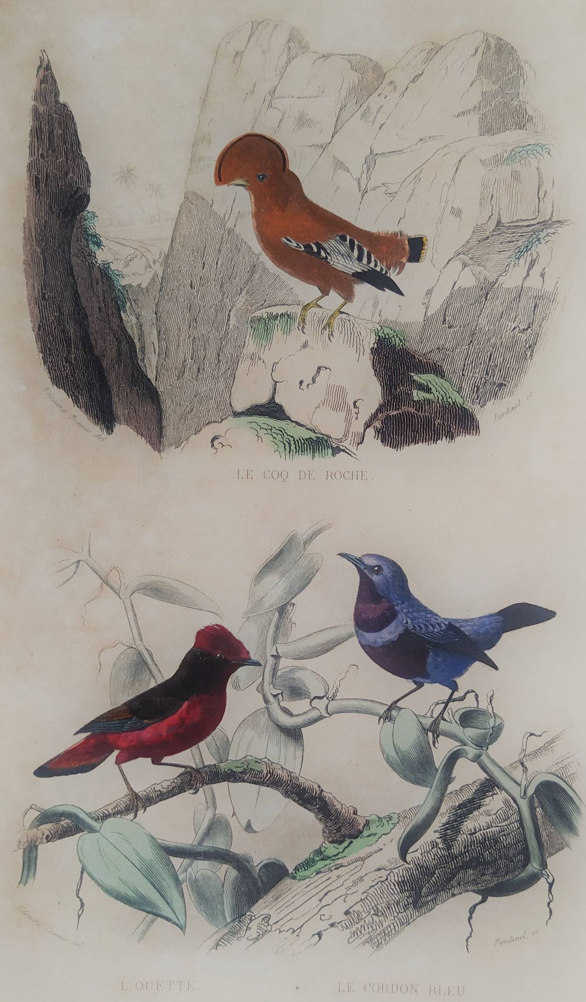 Planche Ornithologique Buffon 1838 "Coq de Roche, Ouette & Cordon Bleu"