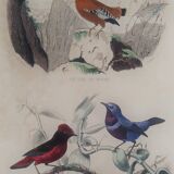 Ornithological Plate Buffon 1838 "Rooster of Rock, Goose & Cordon Bleu"