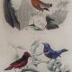 Ornithological Plate Buffon 1838 "Cock of the Rock, Goose & Blue Cordon"