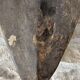 Ancient African Hyena Mask Bambara - Baman Mali - Tribal African Art
