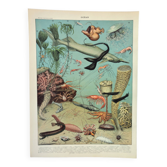 Gravure ancienne 1898, Océan (profond et abysse), faune • Lithographie, Planche originale