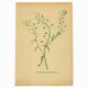 Antique illustration from 1948. Meadow flower by Strache. Shepherd's purse
