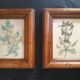 Ensemble de 2 cadres anciens avec reproduction fruits