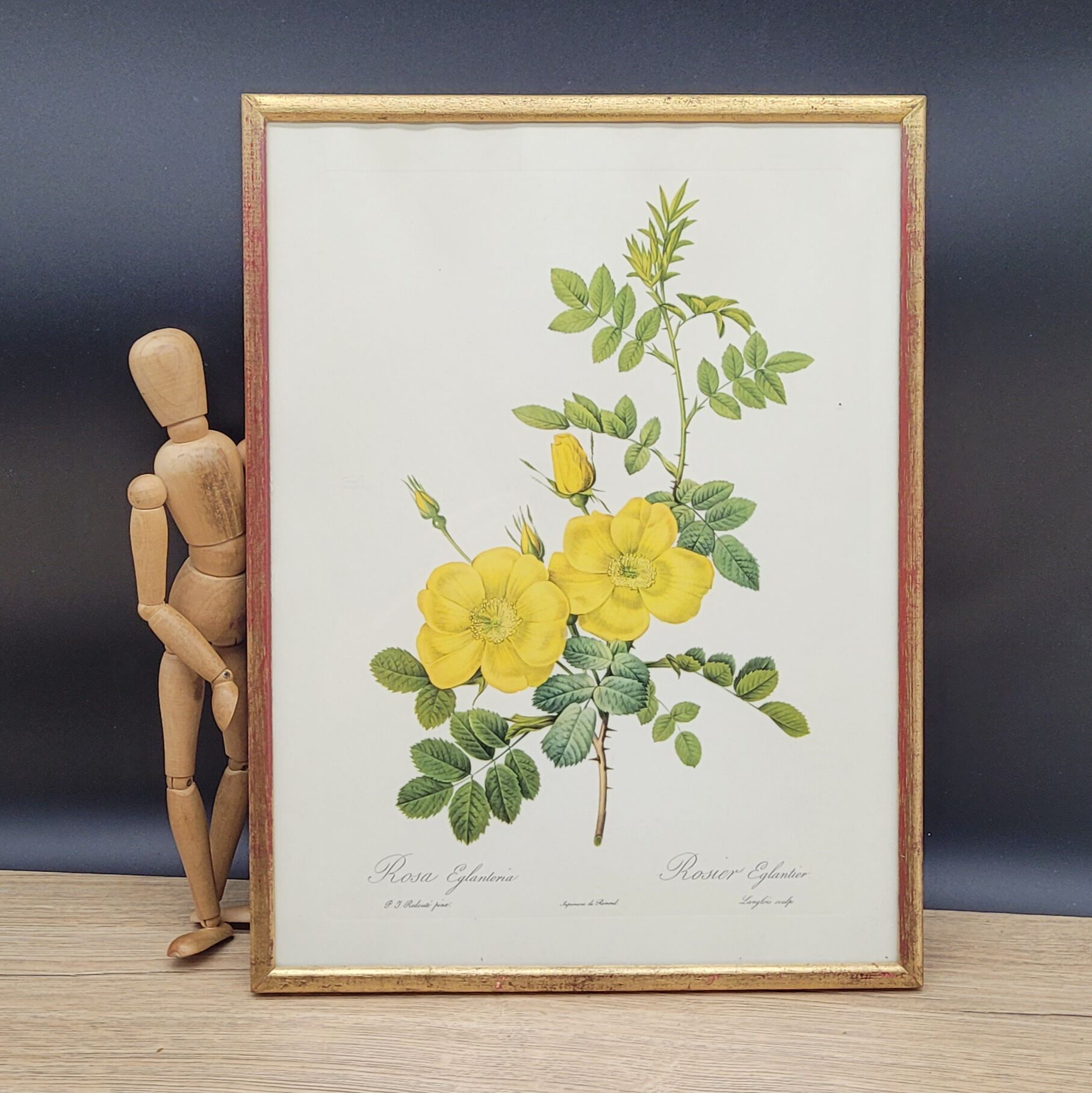Lithograph Rosehip Rose