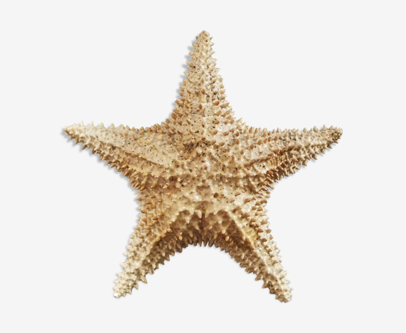Étoile de mer