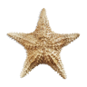 Starfish