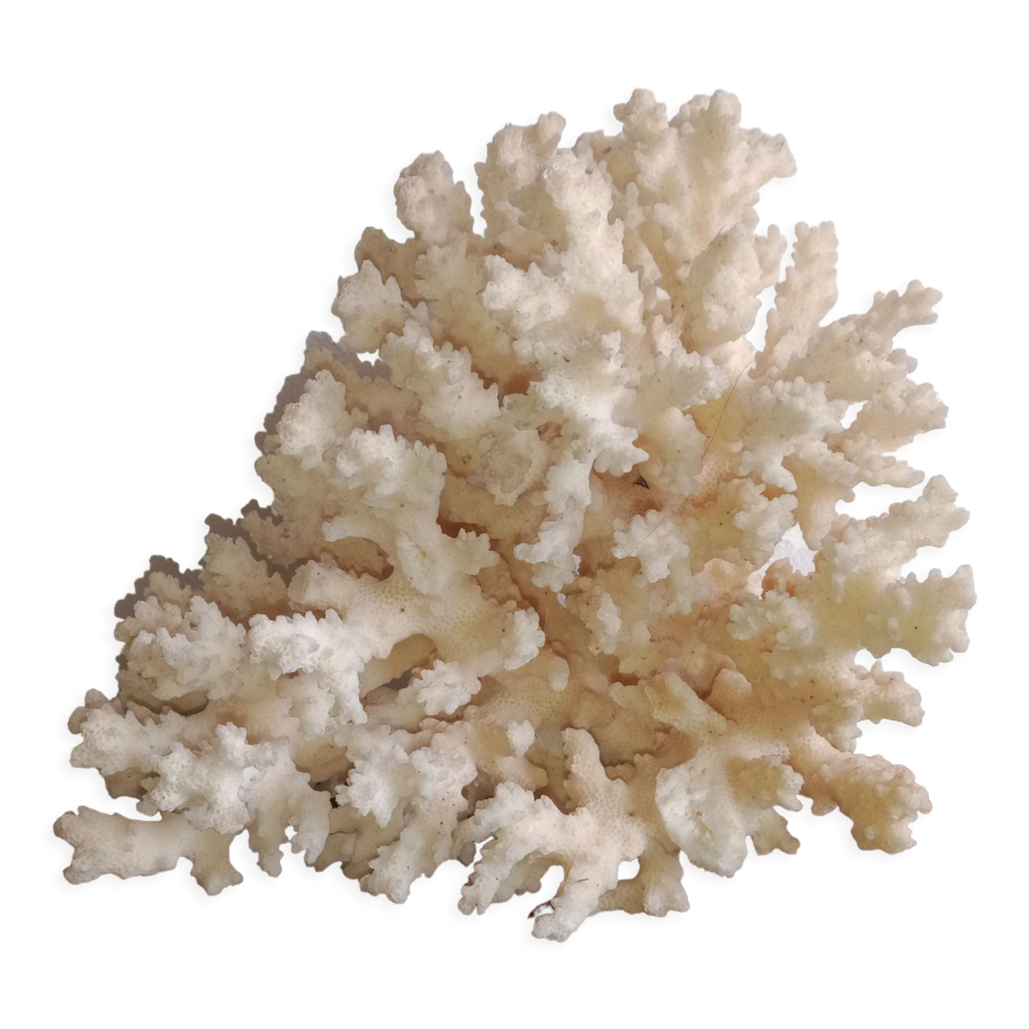 White coral