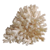 White coral