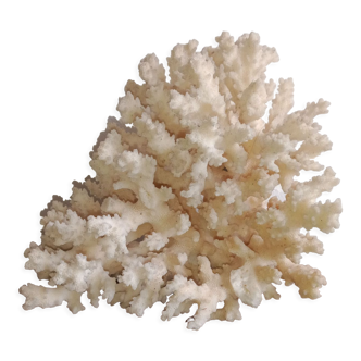 White coral