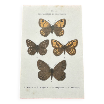 Angian botanical engraving double-sided butterfly naturalist board