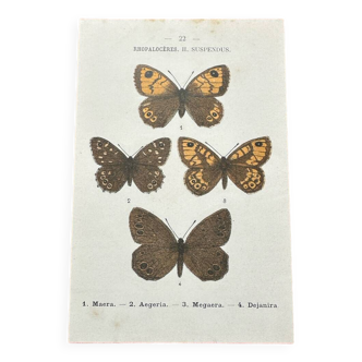 Gravure botanique angienne planche naturaliste papillon double face