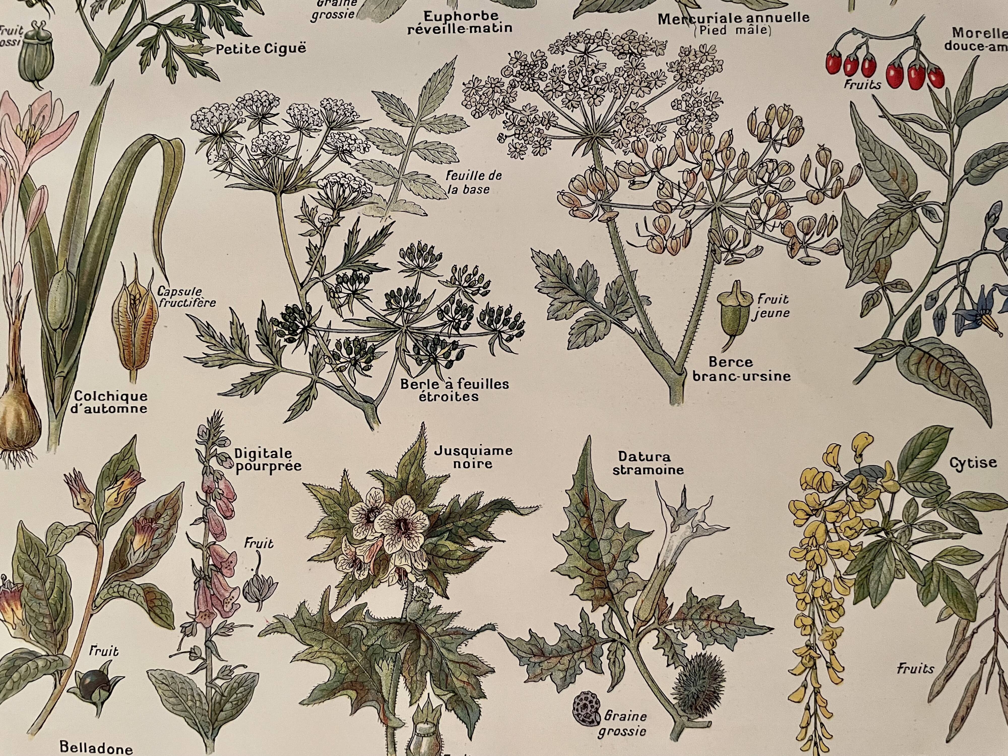 Lithograph on poisonous plants - 1920