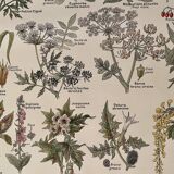 Lithograph on poisonous plants - 1920