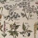 Lithograph on poisonous plants - 1920