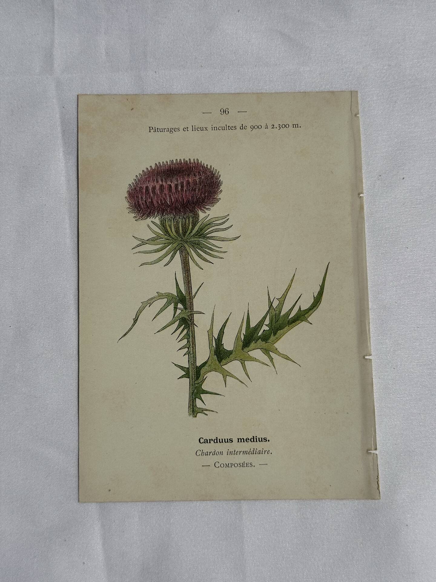 Gravure Botanique Ancienne XIXe – Lithographies Naturalistes  Fleurs
