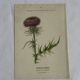 Gravure Botanique Ancienne XIXe – Lithographies Naturalistes  Fleurs