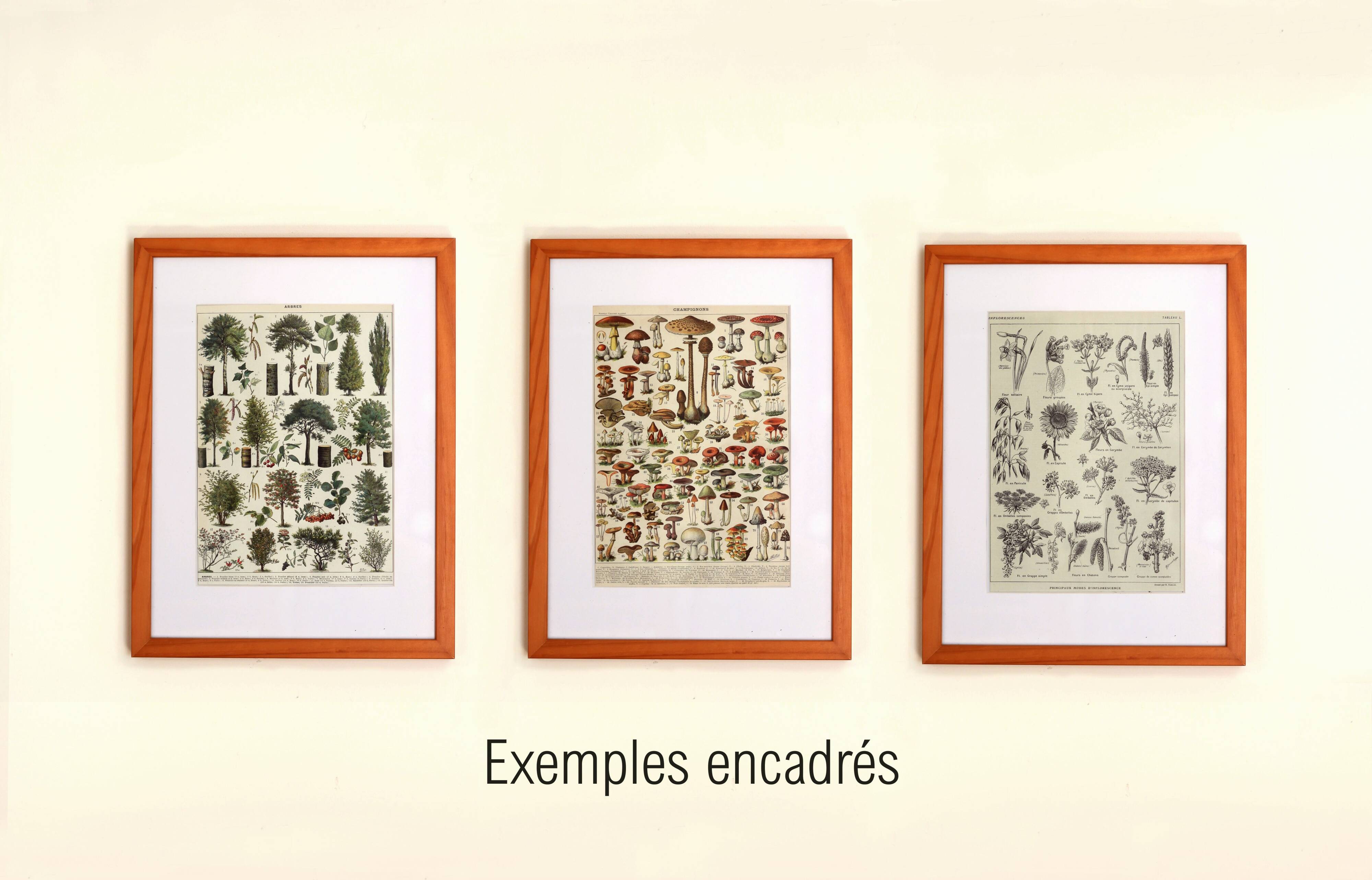 Botanical plate 1921 by Dessertenne - Forestry - old engraving