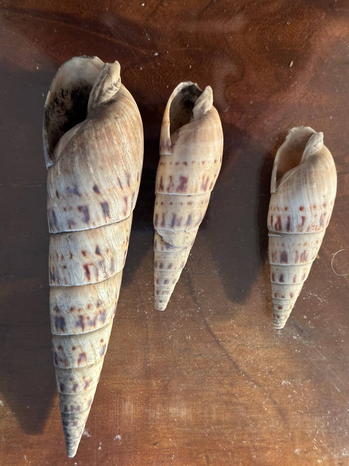 Lot of 8 old collectible shells - cabinet of curiosity
