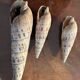 Lot of 8 old collectible shells - cabinet of curiosity