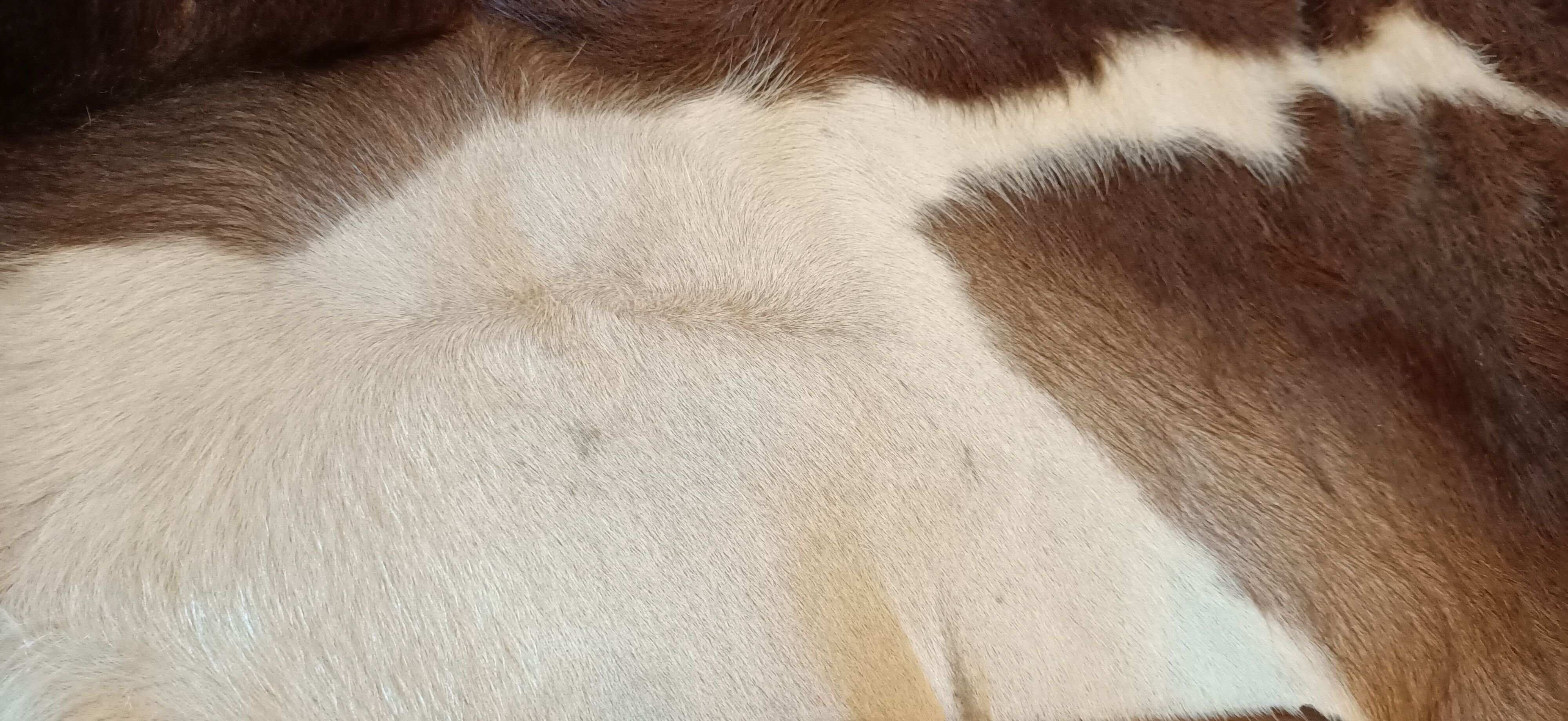 Vintage cow skin carpet, 140 cm x146 cm