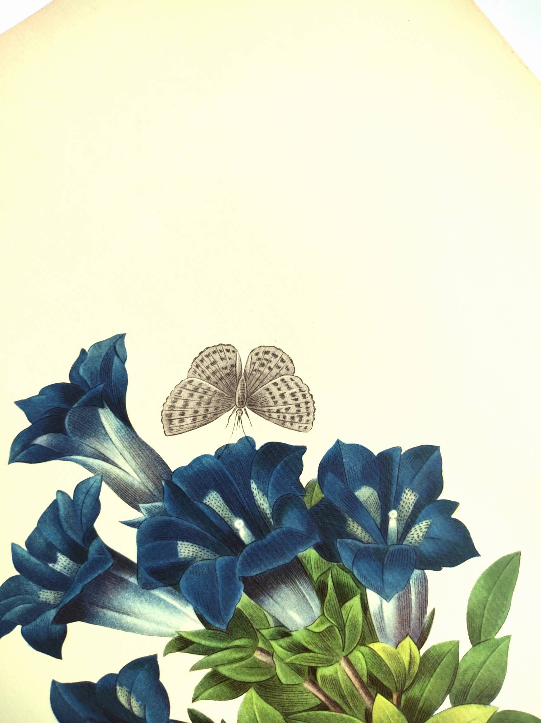 Botanical engraving - Stemless gentian - Vintage plate by PJ. Redouté