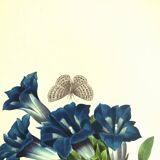 Botanical engraving - Stemless gentian - Vintage plate by PJ. Redouté