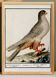Small poster about the sparrowhawk, after an old engraving from 1610