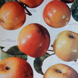 1947 botanical poster