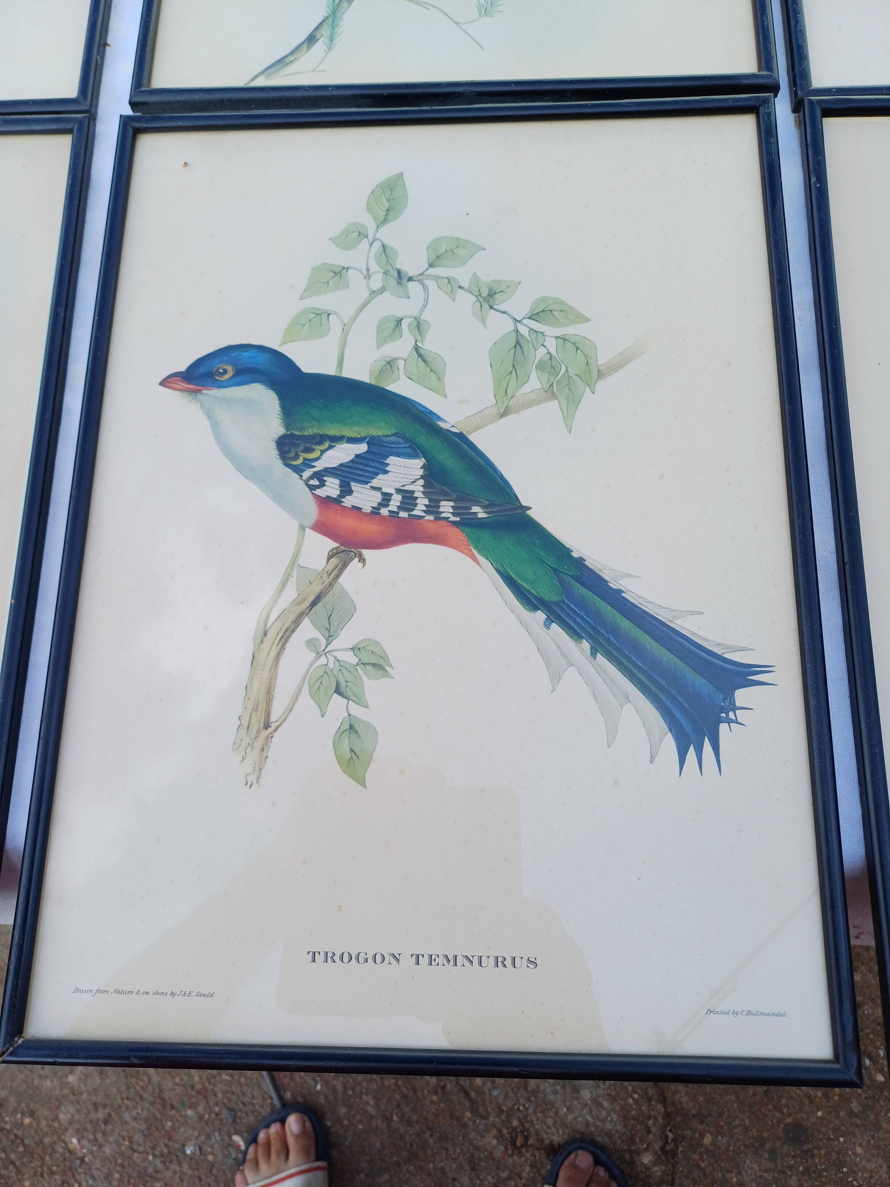 12 Lithographs “Birds of the World”