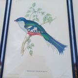 12 Lithographs “Birds of the World”
