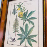 Vintage herbarium frame