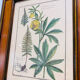 Cadre herbier vintage