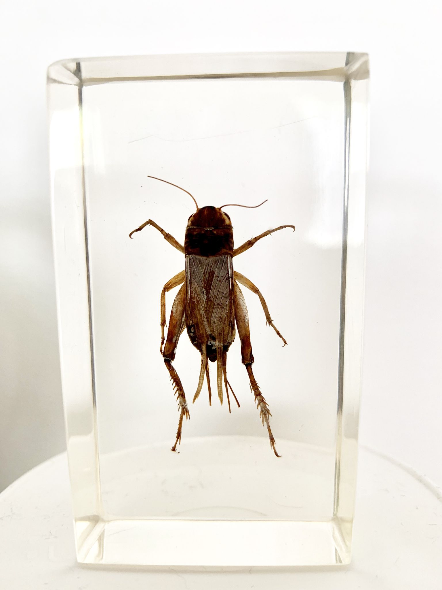 Trio d’insectes sous inclusion de résine N°3