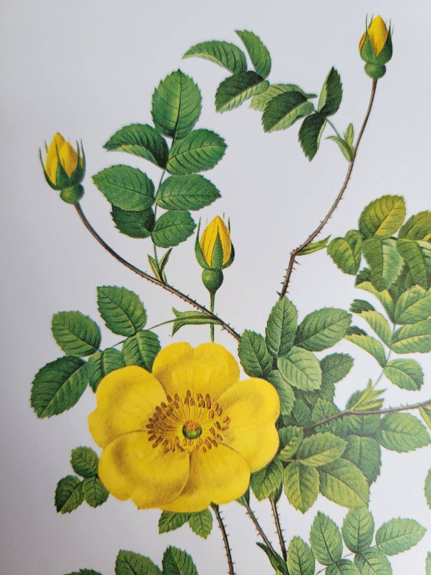 Botanical plate Rose Eglantier, P.J. Redouté 1960