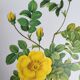 Botanical plate Rose Eglantier, P.J. Redouté 1960