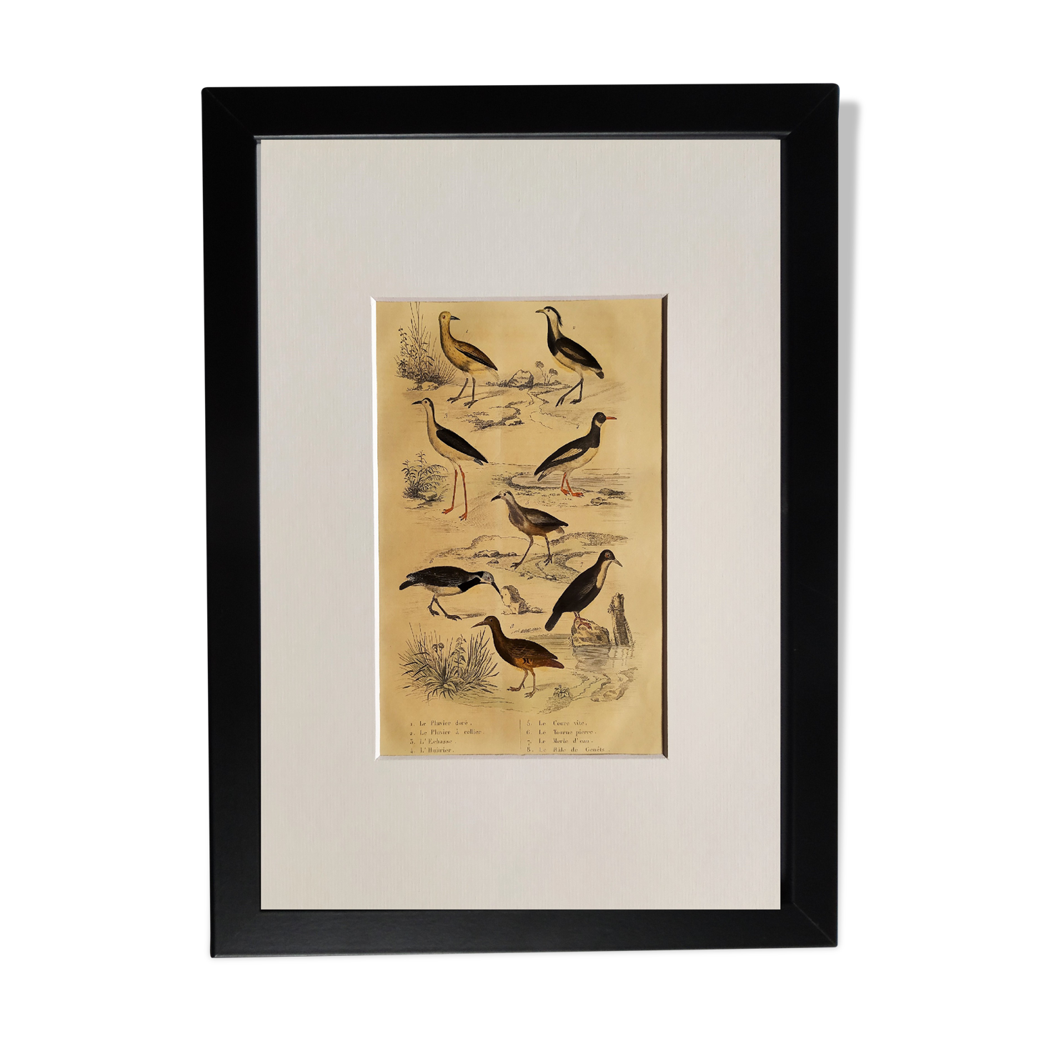Original ornithological plate " Golden plover & with collar - Echasse - &c... " Buffon (1837)