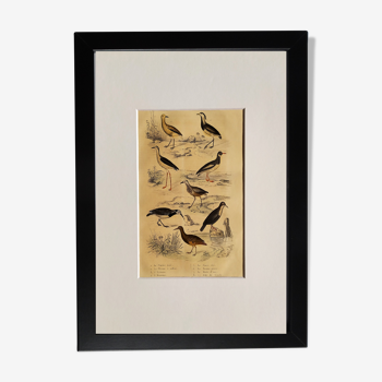 Planche ornithologique originale " Pluvier doré & à collier - Echasse - &c... " Buffon 1837