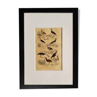 Planche ornithologique originale " Pluvier doré & à collier - Echasse - &c... " Buffon 1837