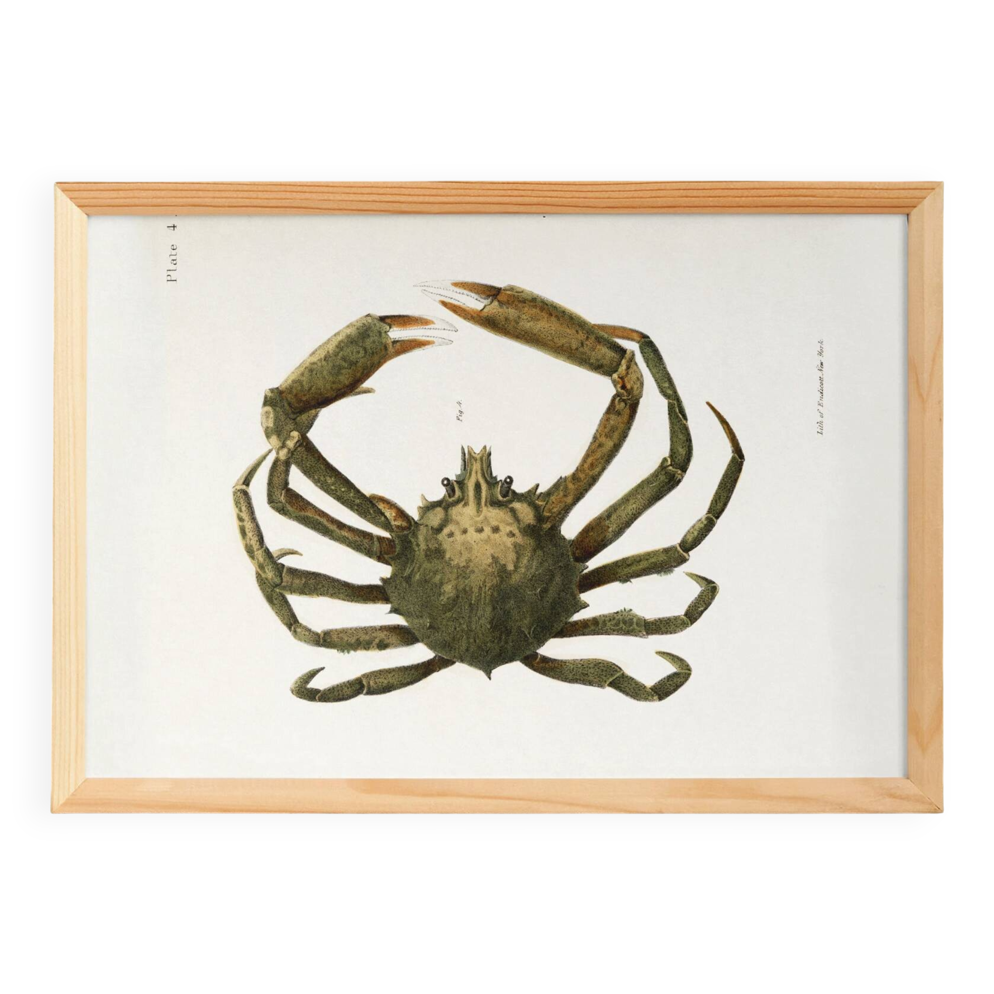 Affiche sur le crabe-araignée, d’après une lithographie ancienne de 1842.