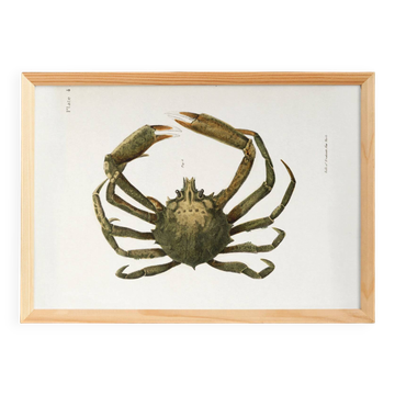 Poster about the spider crab, based on an old lithograph from 1842.
