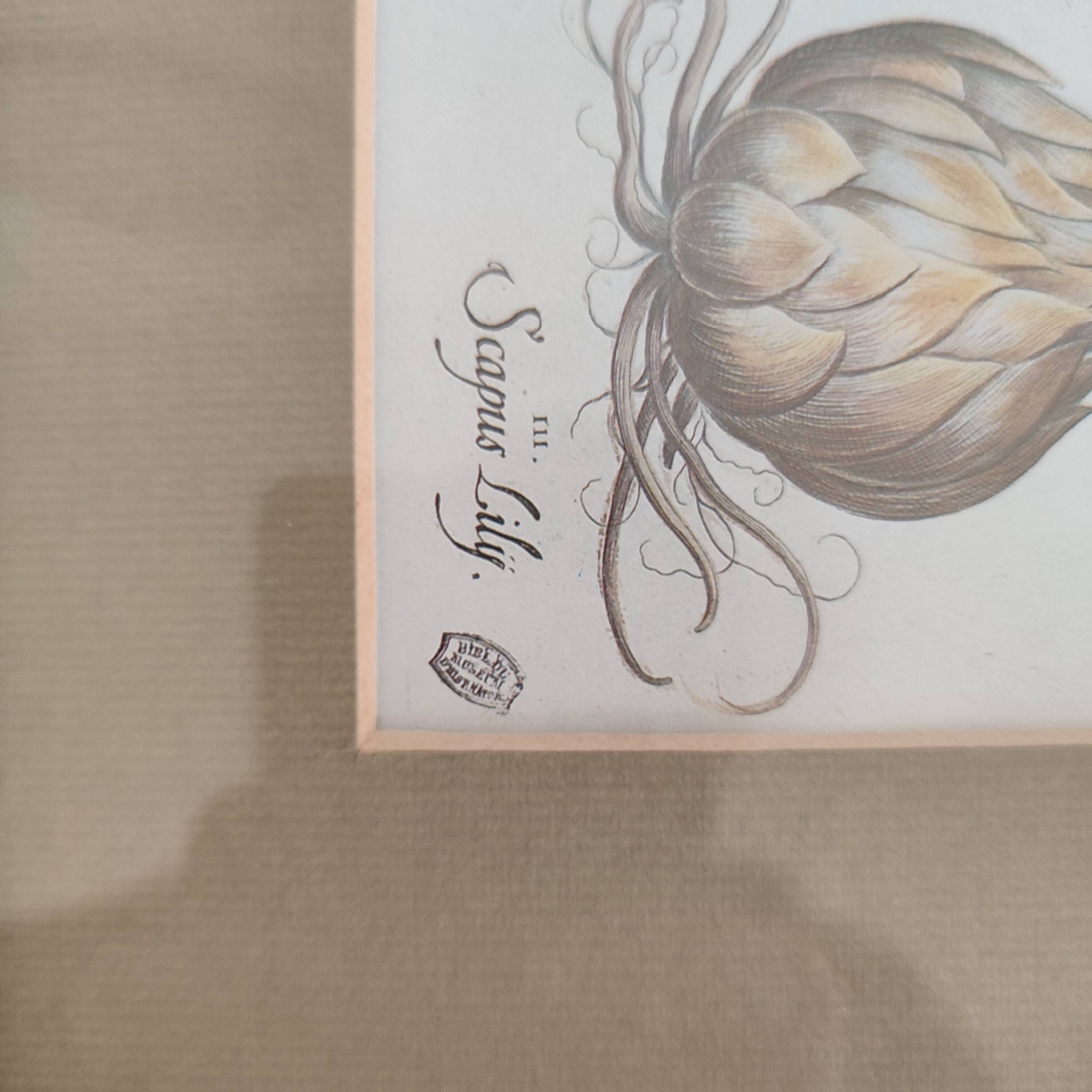 Botanical illustration