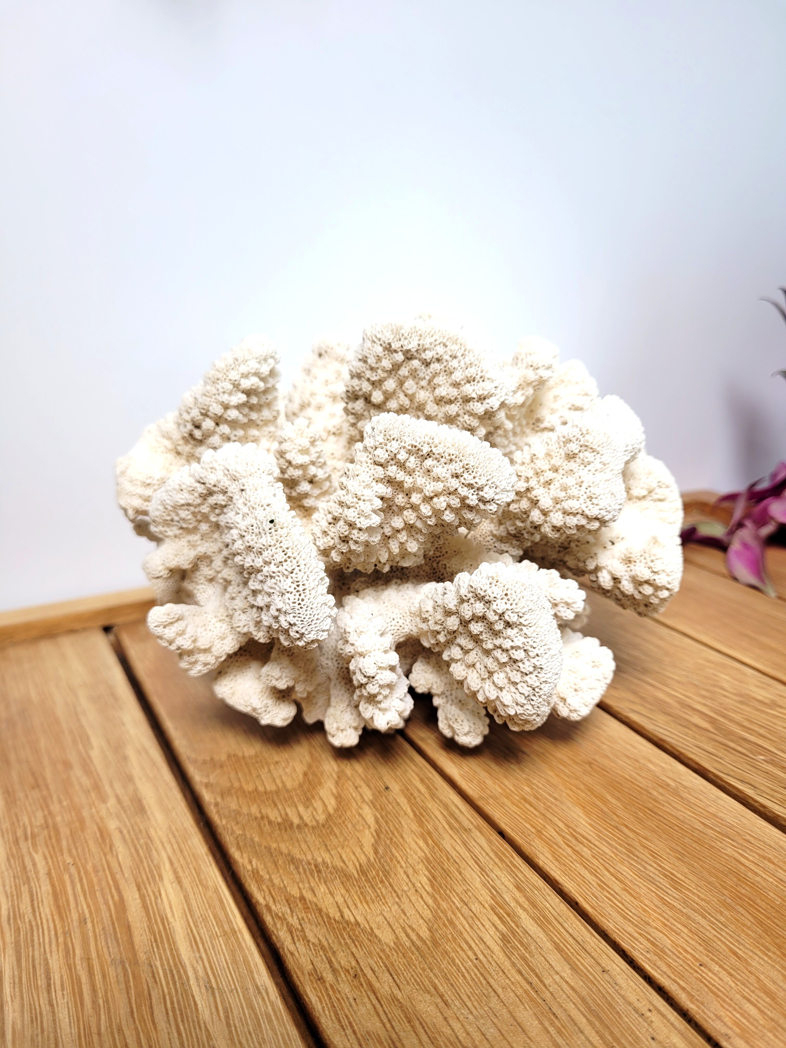 Large white coral cauliflower 18x15cm