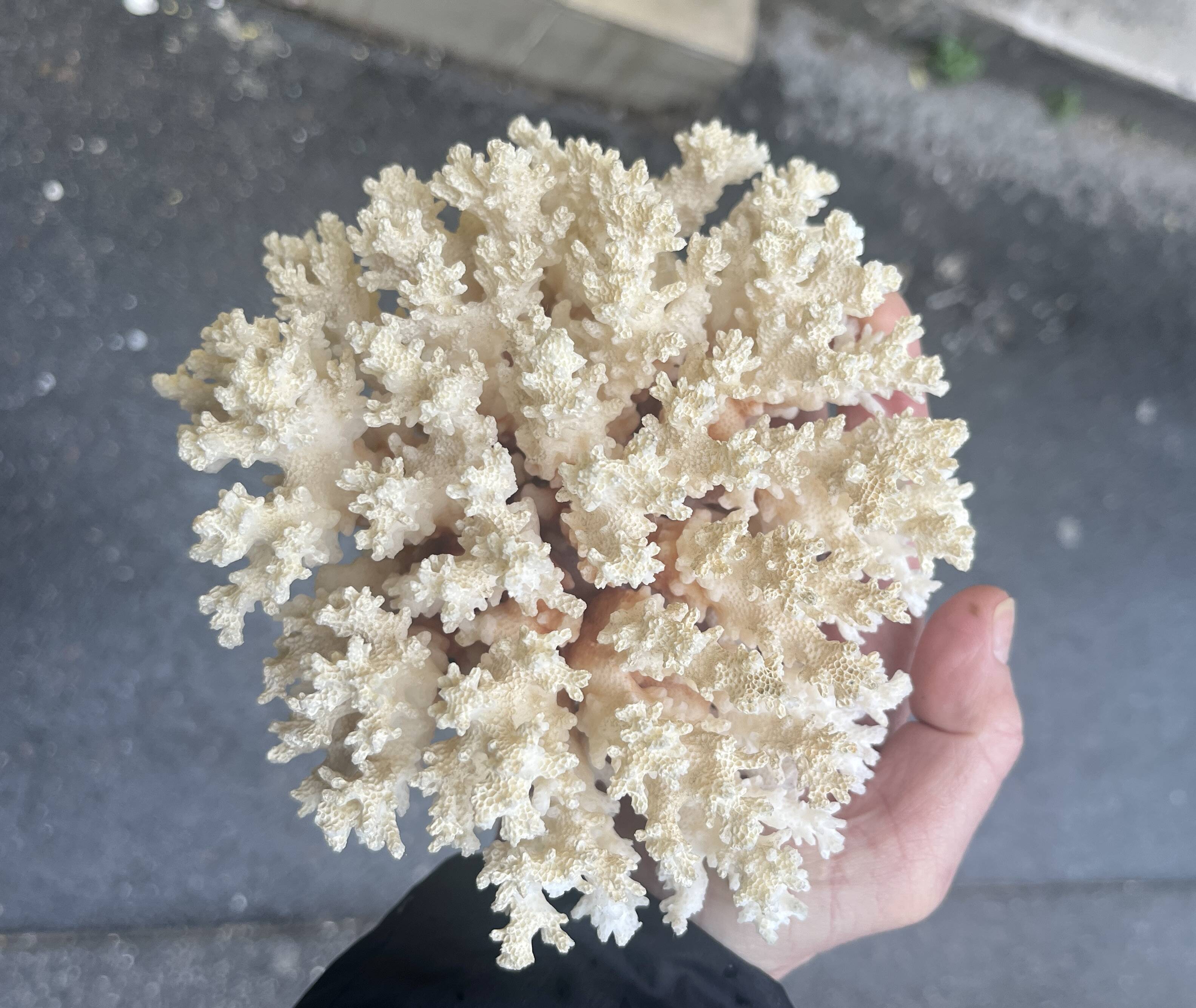 Corail blanc naturel ancien sur socle en bois tourné napoléon iii xixe cabinet de curiosités
