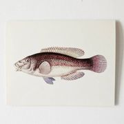 Plates of the bestiary from the Natural History Museum The peacock wrasse
