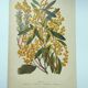 Botanical engraving from 1897 - Acacia - Original plate. Old flower lithograph