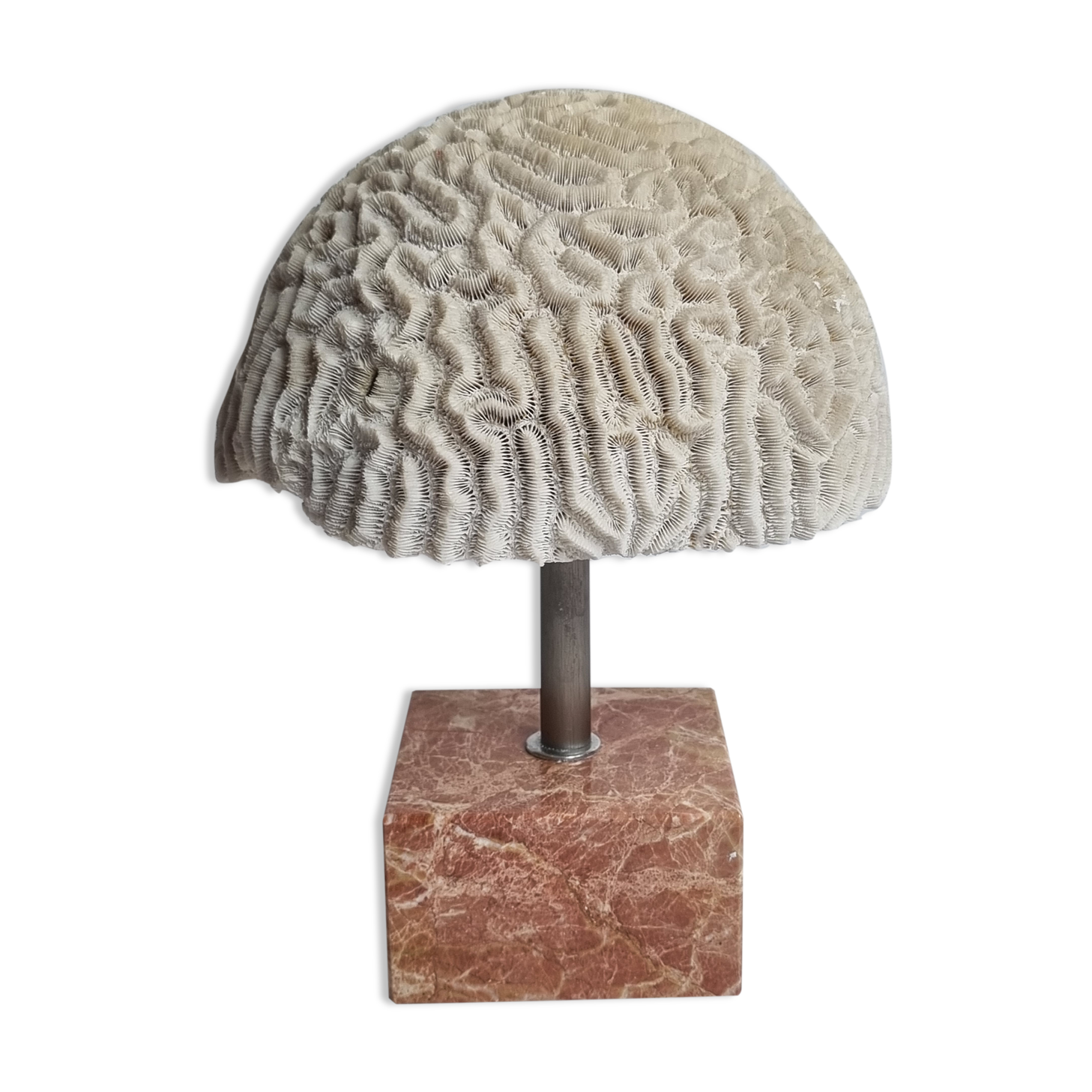 Ancient coral "brain" Diploria labyrinthiformis on base, 19 cm