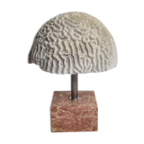 Ancient coral "brain" Diploria labyrinthiformis on base, 19 cm