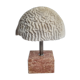 Ancient coral "brain" Diploria labyrinthiformis on base, 19 cm